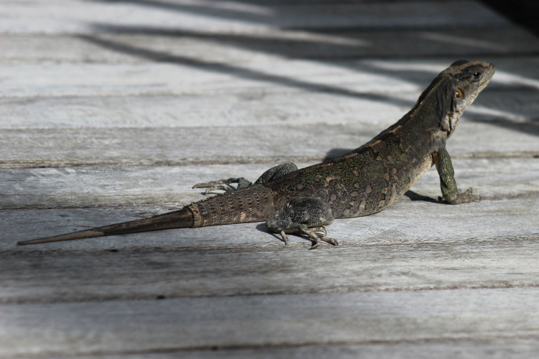 A fauna no Hotel Nizuk, na Riviera Maya