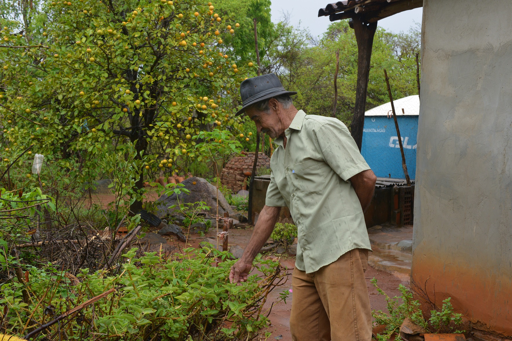 Renova/Divulgacao Alcebíades do Couto, 75 anos, vive sendo procurado por moradores da região de Pajeú, perto de Caetité, em busca de receitas com base em plantas medicinais. Mas não se considera curandeiro: ‘Eu ensino raízes’