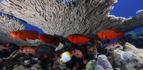 O recife Rapture fica nas Ilhas Havaianas e é considerado um monumento nacional, que engloba mais de 140.000 milhas quadradas de oceano