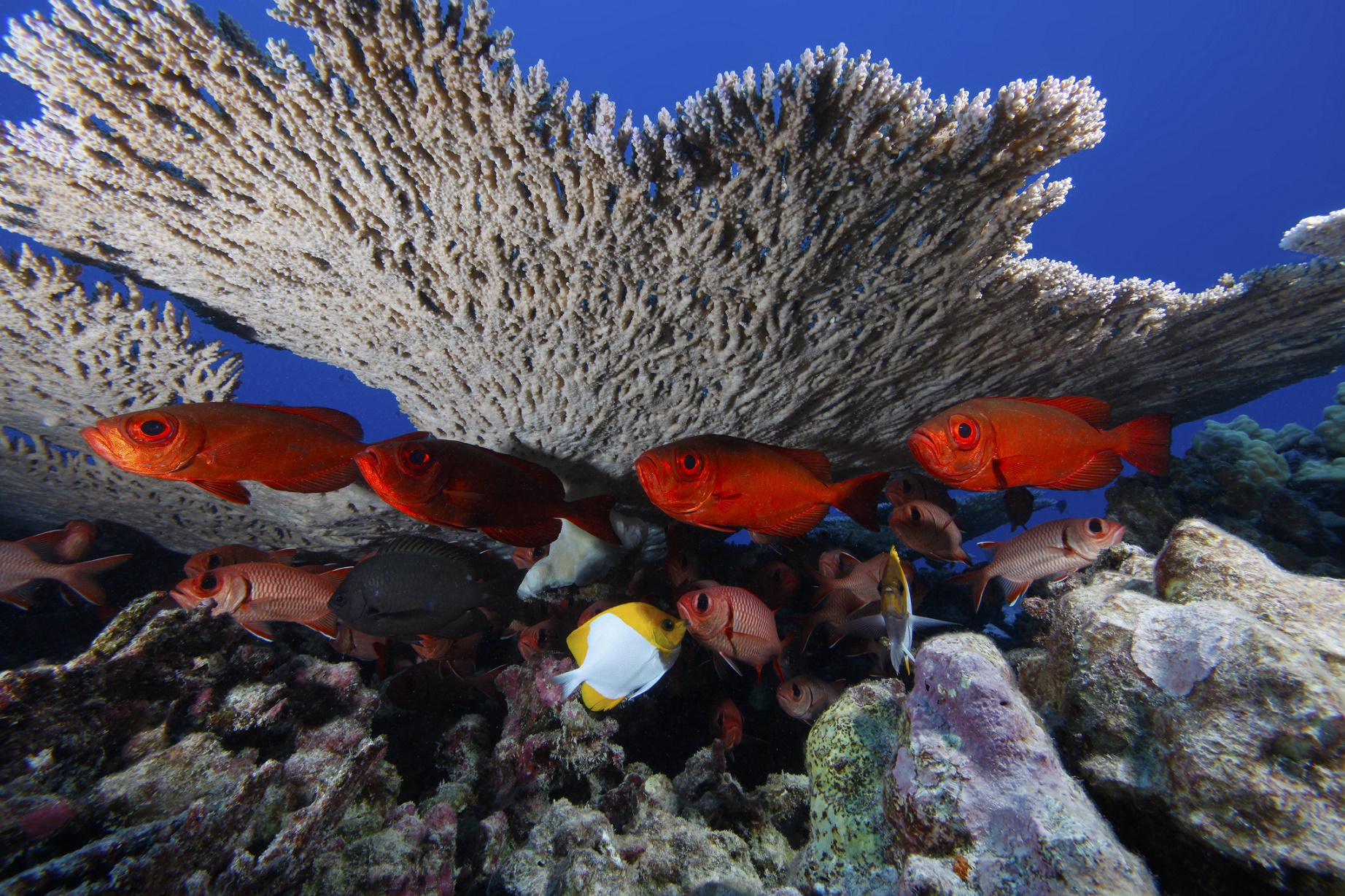 NOAA National Ocean Service Image Gallery O recife Rapture fica nas Ilhas Havaianas e é considerado um monumento nacional, que engloba mais de 140.000 milhas quadradas de oceano