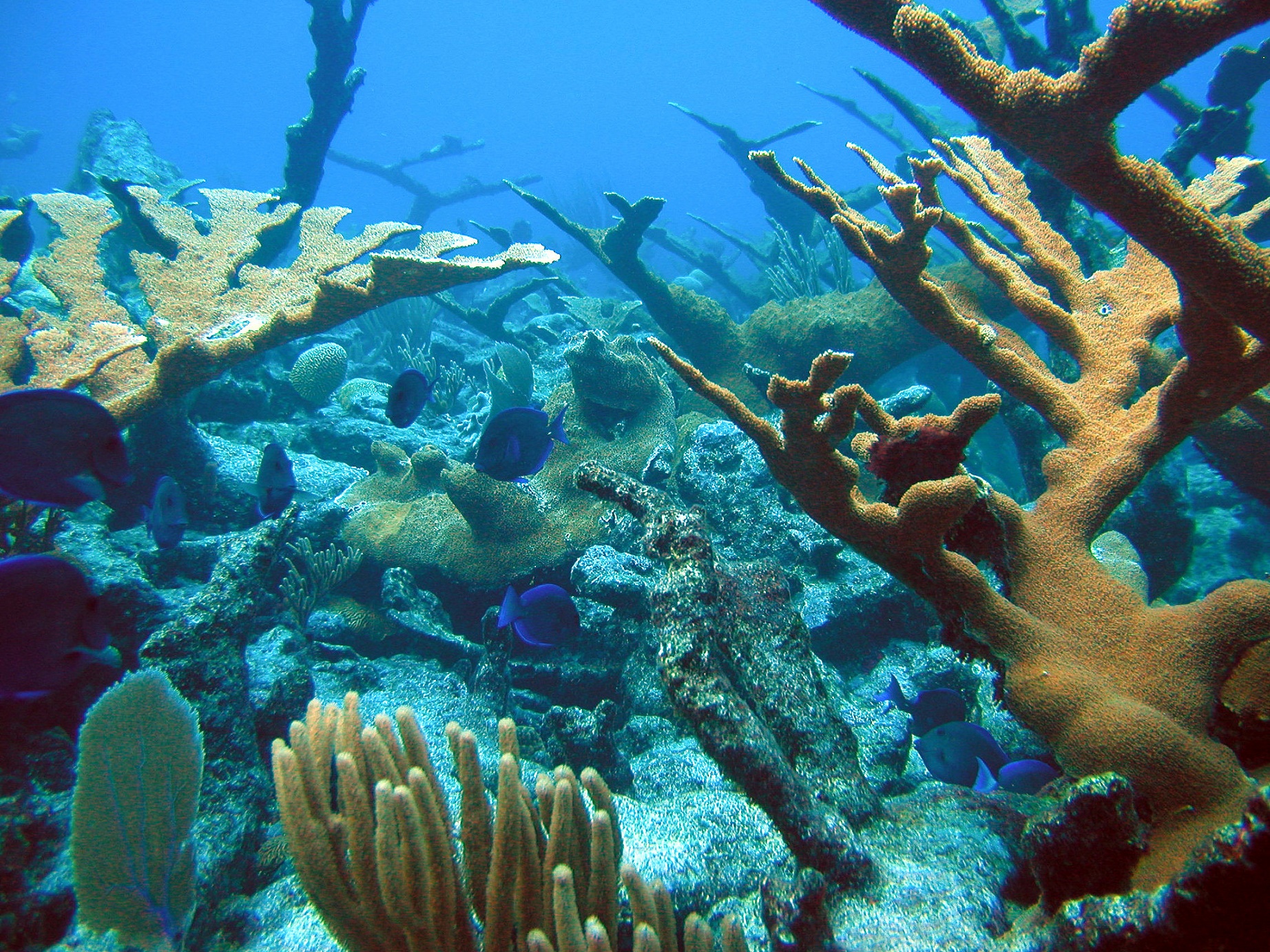NOAA National Ocean Service Image Gallery Recife de coral nas Ilhas Virgens