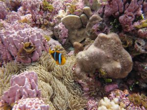 NOAA National Ocean Service Image Gallery O Pink Coral fica no Atol Rose, na Samoa americana