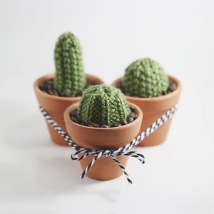 cactus/Divulgacao