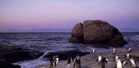 Pinguins africanos na Cidade do Cabo: desaparecimento