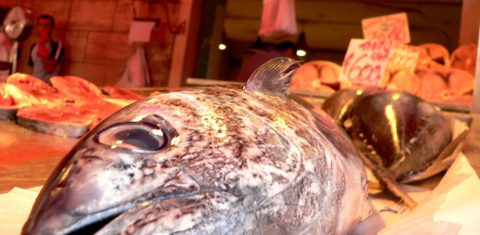 A situação é mais grave no Atlântico Norte, onde a vasta maioria das espécies, como bacalhau, solha e linguado experimenta queda em seus números