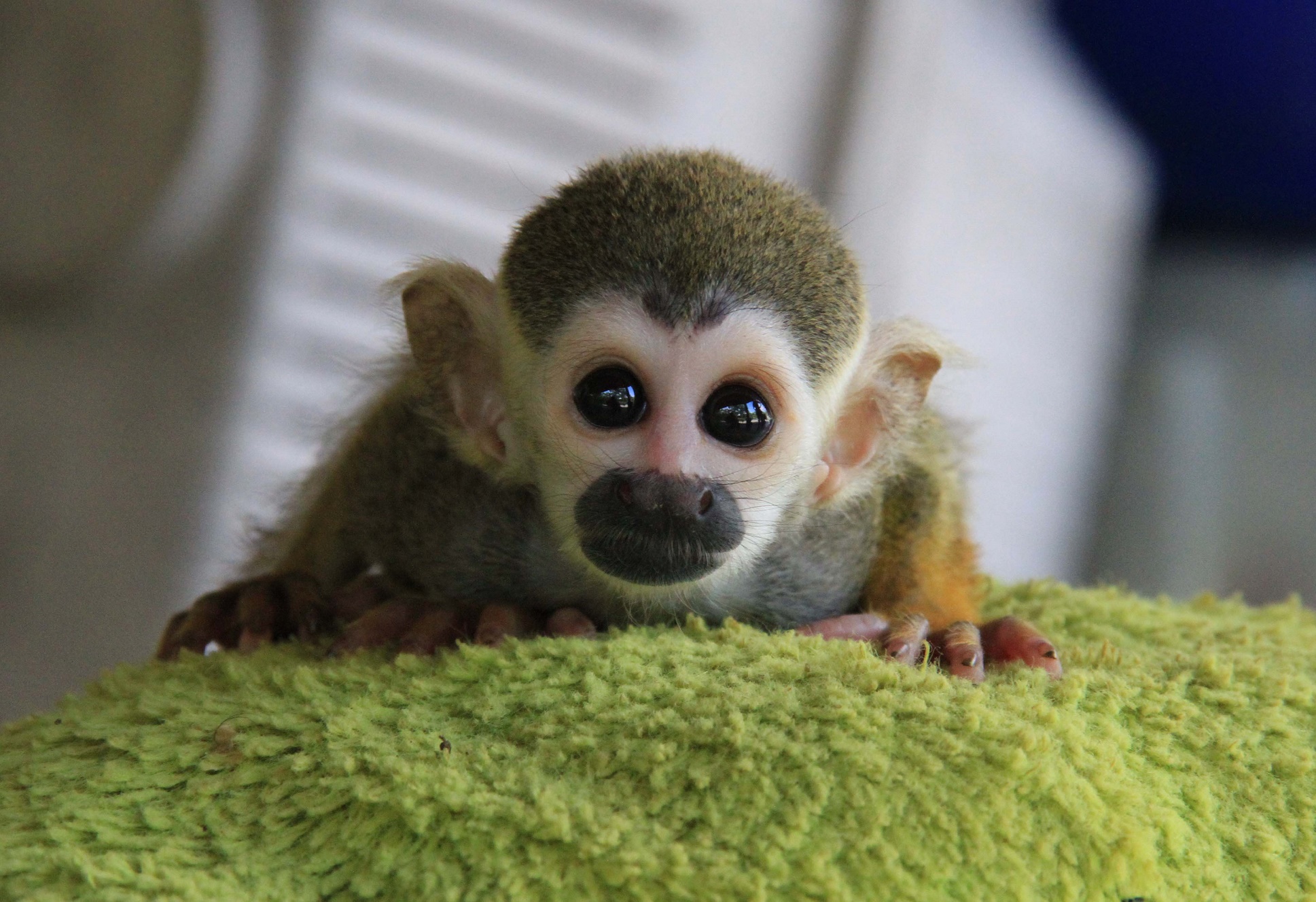Arlesson Sicsú Em 2013 foram resgatados 808 animais, em 2014 foram 506 animais e, no ano passado, 711 animais