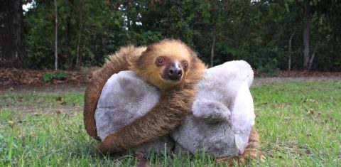 Animais que apresentem alguma condição irreversível e que comprometa sua sobrevivência em vida livre são mantidos em cativeiro para o resto da vida