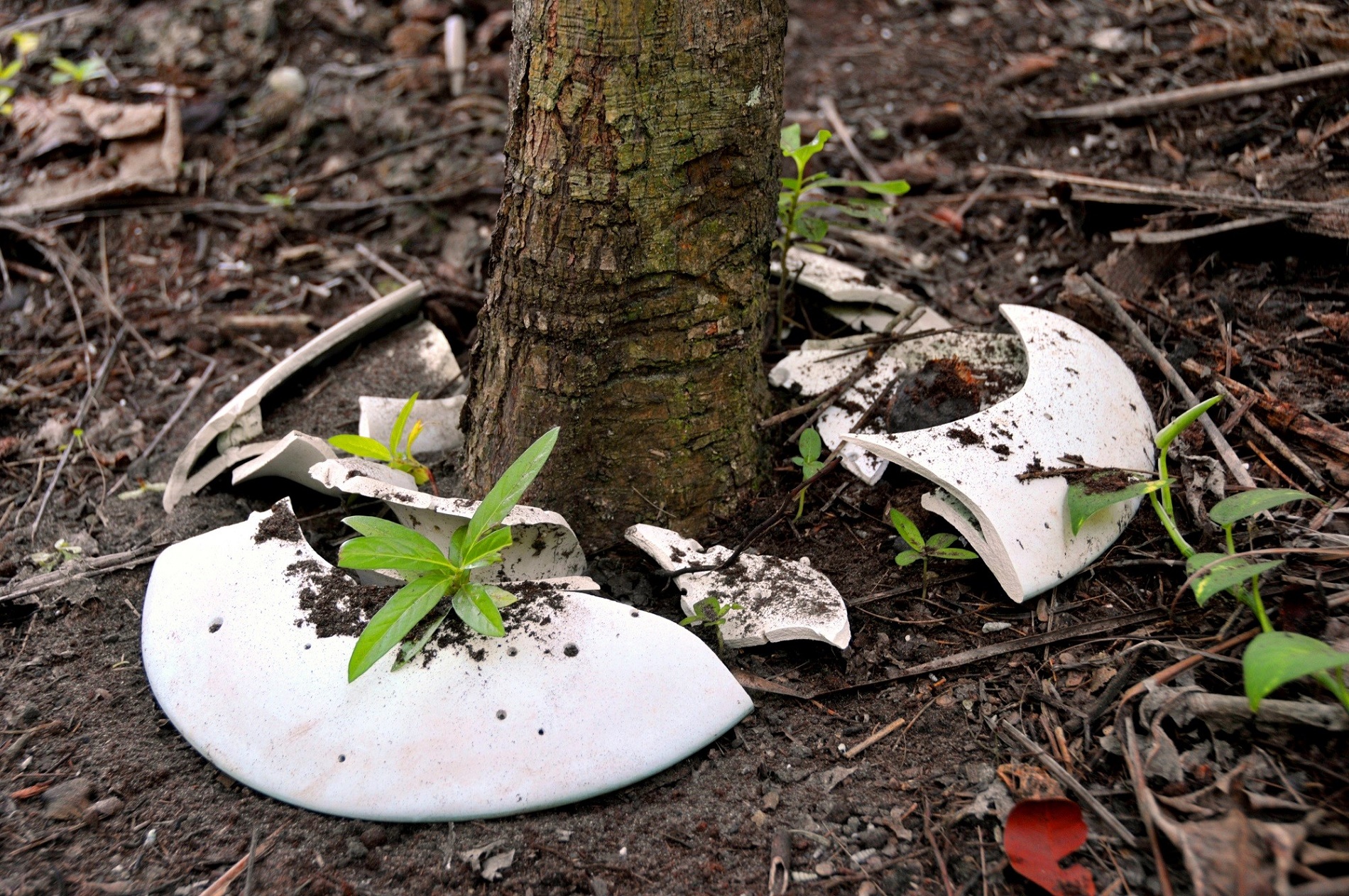 Divulgação A Spíritree é uma urna biodegradável que se transforma em memorial vivo na forma de uma árvore