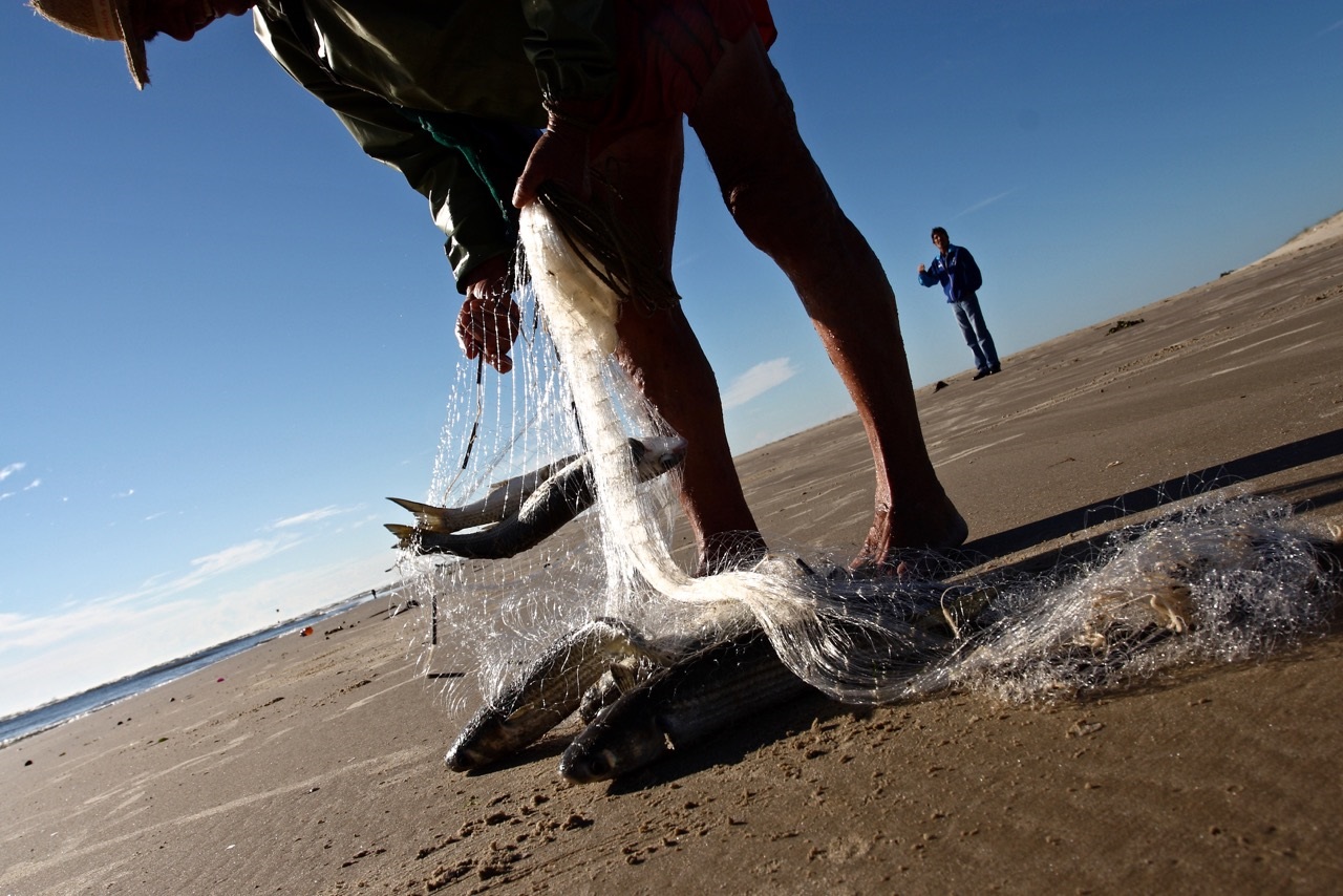 Foto de Rodrigo Baleia O tamanho dos peixeis mostra o sucesso da parceria entre os botos e os pescadores
