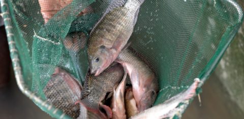 Pesca de tilápia, que alimenta uma indústria no mundo todo
