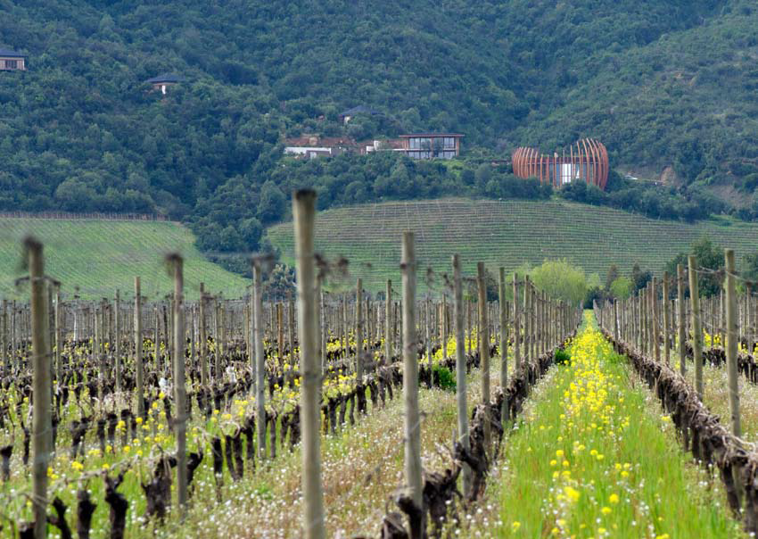 No Lapostolle, a apicultura é combinada com vinhedos e agricultura orgânica