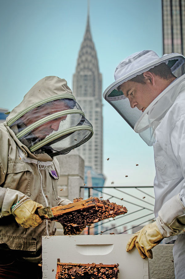 No Waldorf Astoria, apicultores cuidam das hóspedes ilustres