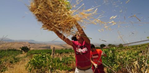 A ONG Libera Terra reúne 1600 cooperativas integradas em sua maioria por jovens