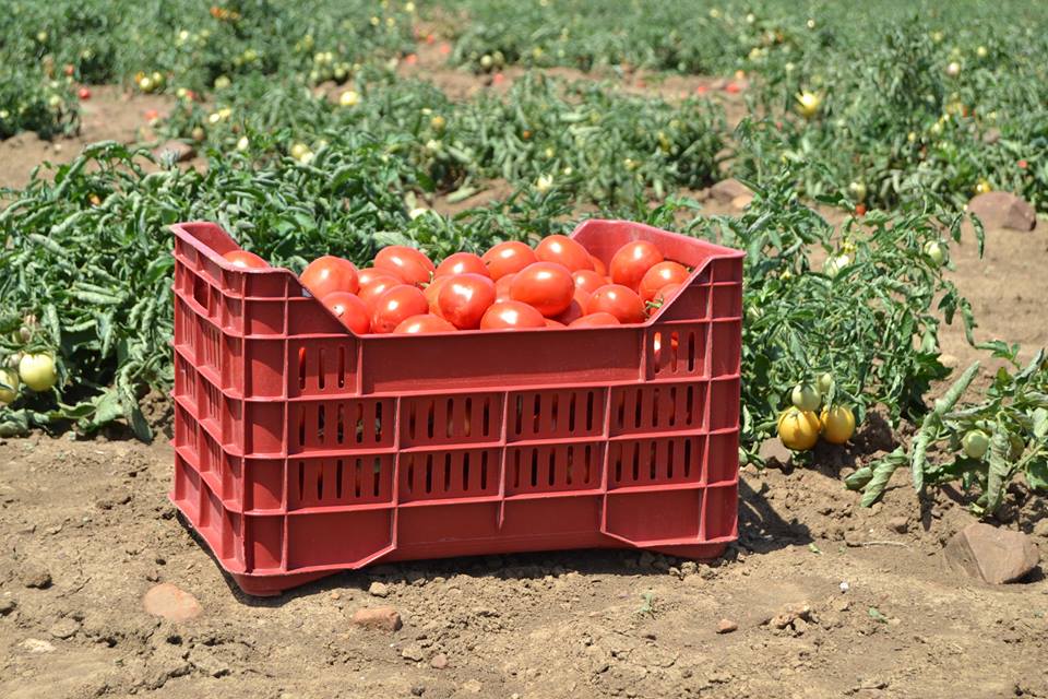 Tomates que acabam de ser colhidos em uma das cooperativas