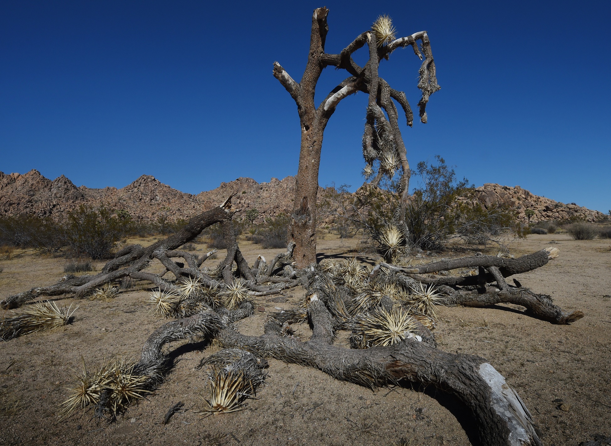 Foto de Mark Ralston/AFP Uma tradicional árvore americana, completamente seca no Joshua Tree National Park, na Califórnia. Foto de Mark Ralston/AFP