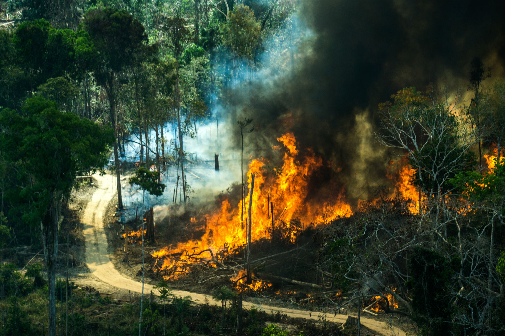 Queimada. Foto de Rogério Assis/Greenpeace