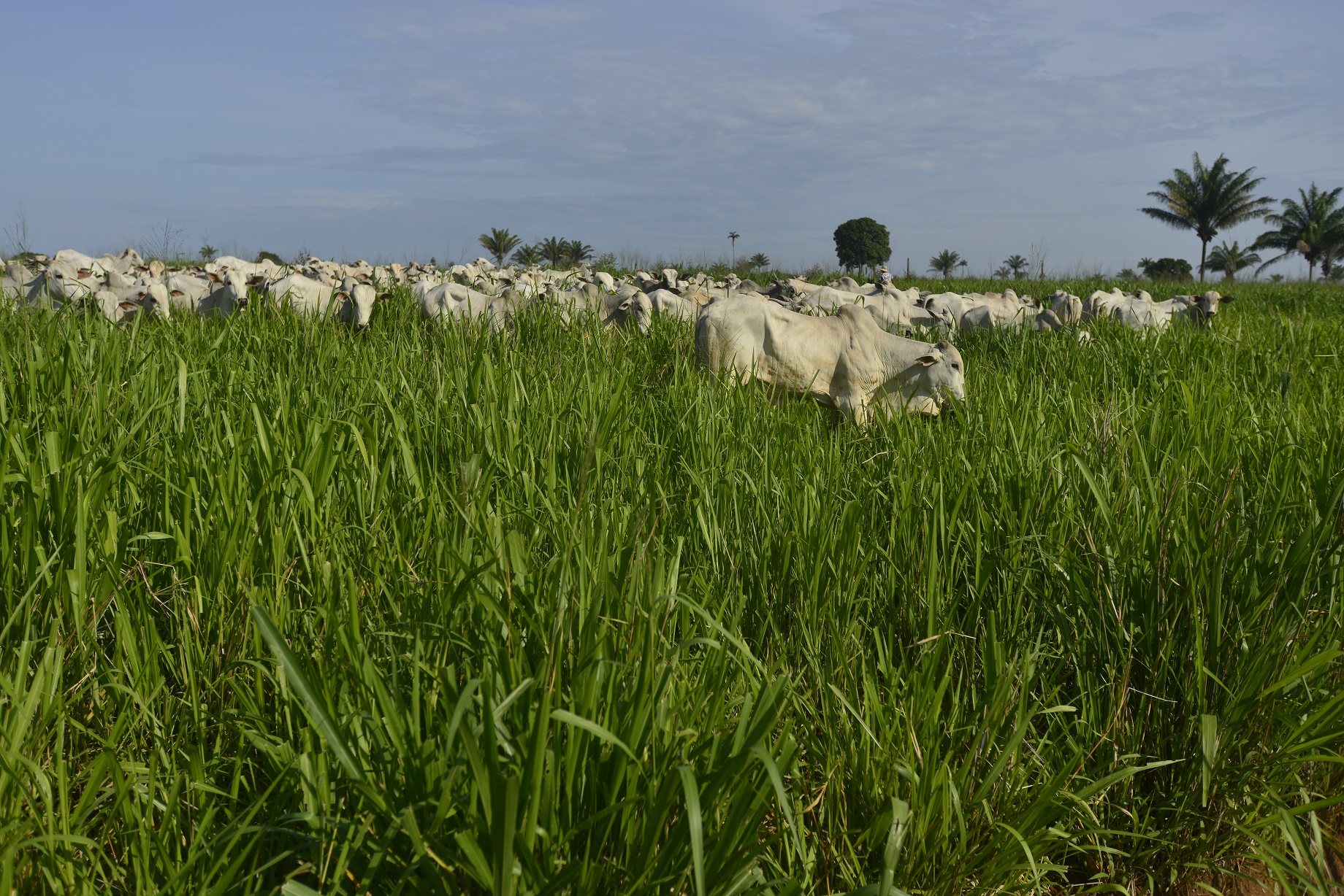 Arquivo ICV Quase 40% da carne consumida no Brasil vem da Amazônia, e a pecuária é a principal responsável pelo desmatamento na região. Arquivo ICV
