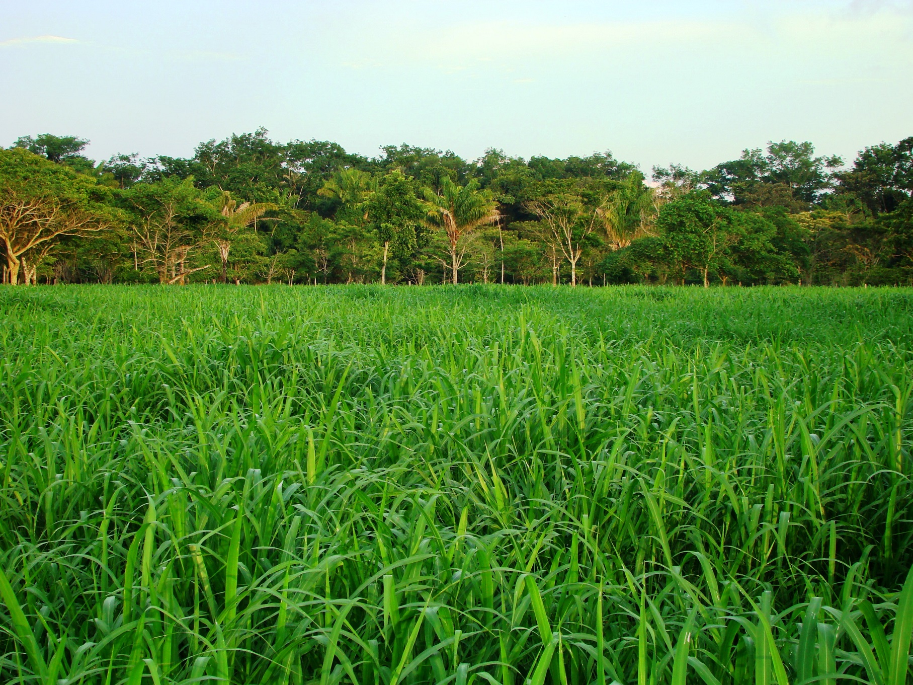 Arquivo ICV Área de pastagem recuperada pelo projeto Novo Campo. Arquivo ICV