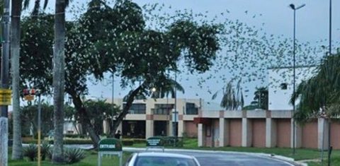 Revoada de periquitos na avenida Efigênio Sales, uma das mais movimentadas de Manaus. Foto GreenMe
