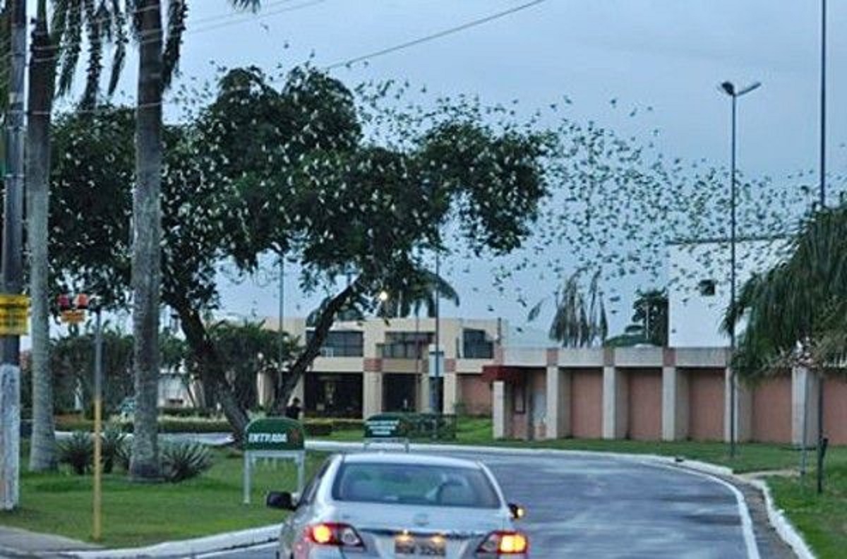 Foto GreenMe Revoada de periquitos na avenida Efigênio Sales, uma das mais movimentadas de Manaus. Foto GreenMe
