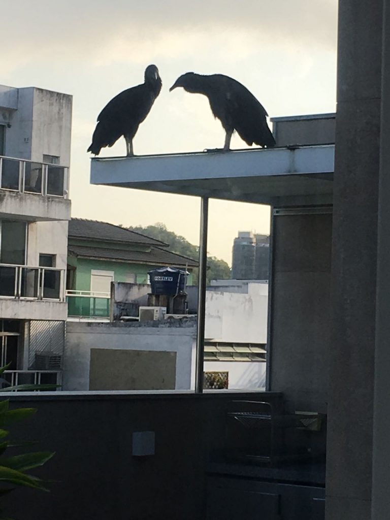 Tomar o café da manhã vendo um bicho preto, de 1,3 metro de altura e cara de poucos amigos na janela não é exatamente o sonho do ipanemense. Foto de Morador