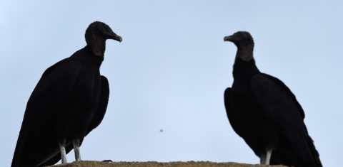 Os urubus são da família dos abutres, mas não atacam as pessoas. Eles se alimentam de carniça., mas podem comer também material orgânico e, raras vezes, pequenas aves e roedores. Foto de Marcus Brandt/DPA