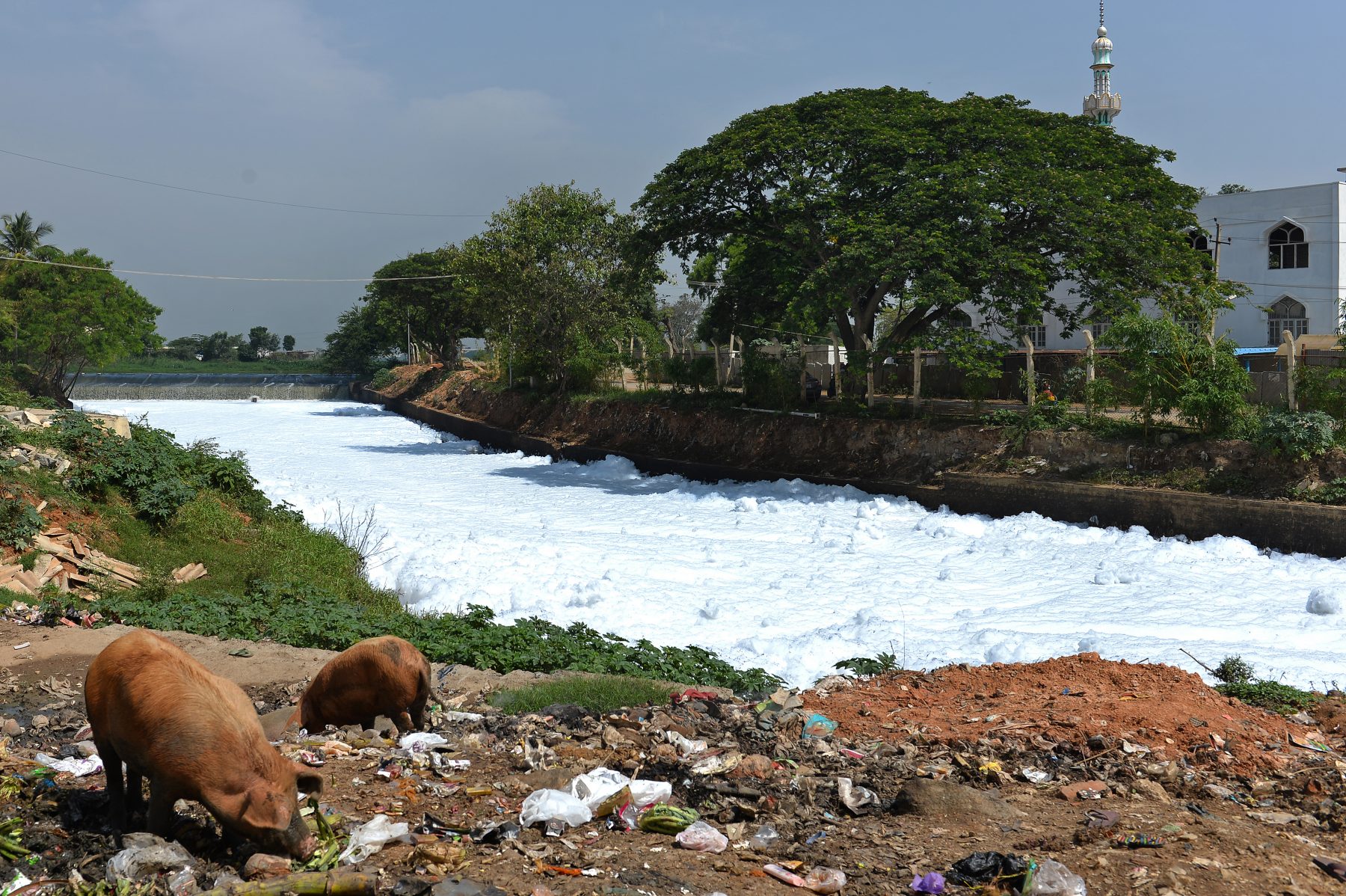Foto de Manjunath Kiran/AFP Lago de Bellandur poluido. Foto de Manjunath Kiran/ AFP