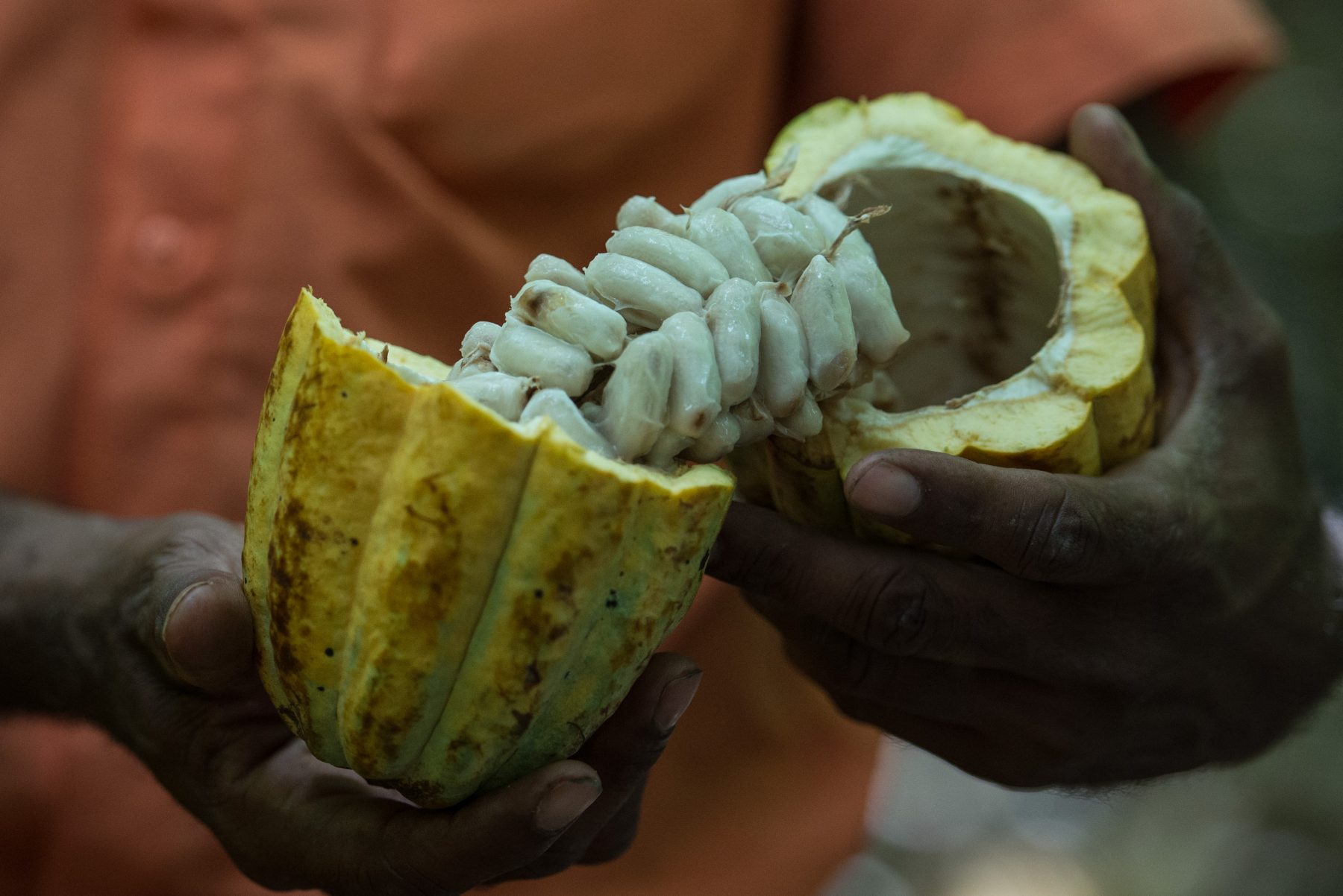 Foto de Yasuyoshi Chiba/ AFP TO GO WITH AFP STORY BY YANA MARULL A farmer shows cocoa beans in Sao Felix do Xingu, Para state, northern Brazil, on August 7, 2013. AFP PHOTO / YASUYOSHI CHIBA / AFP PHOTO / YASUYOSHI CHIBA