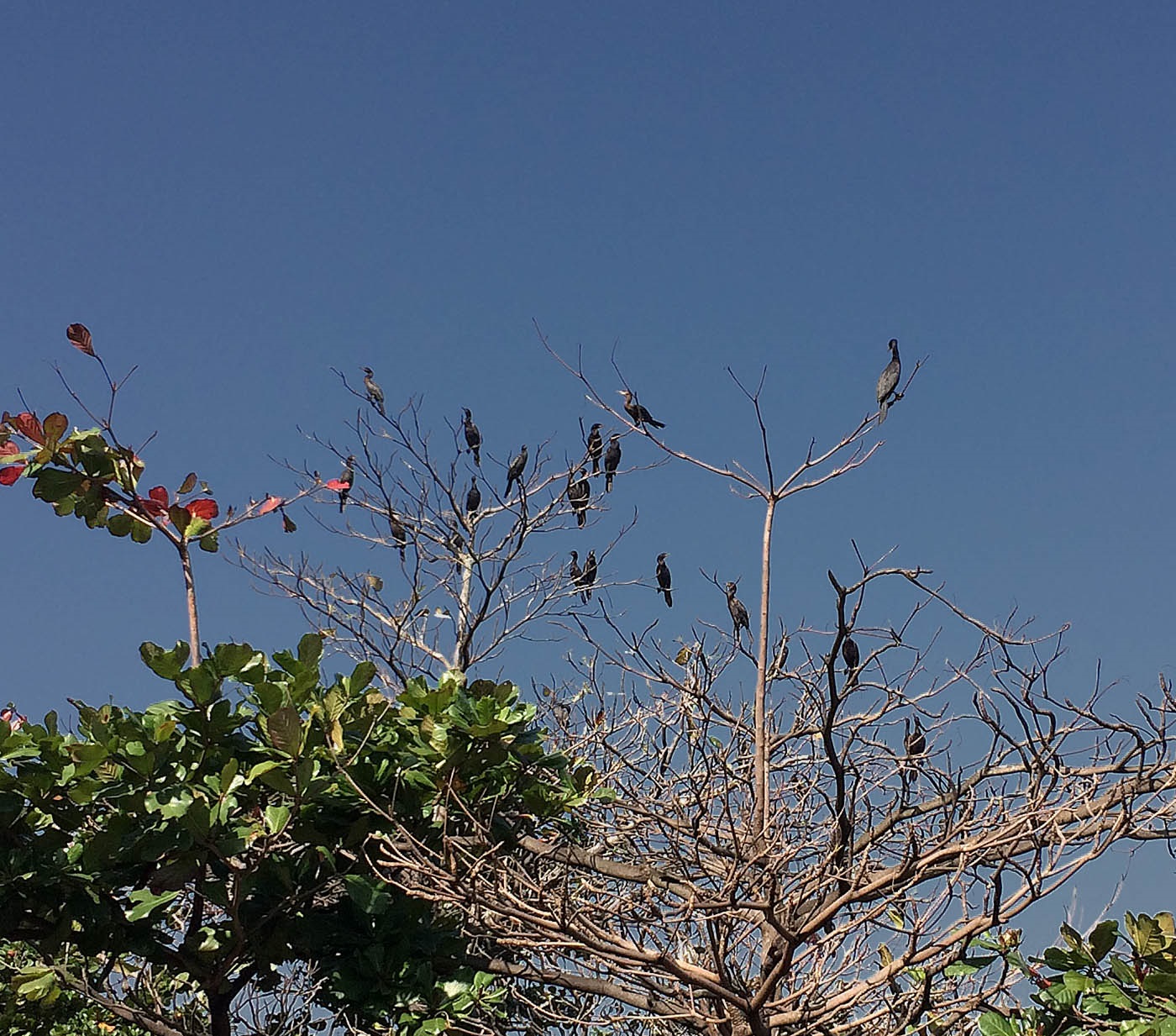 Foto Leo Aversa Tão originais quanto o Corcovado e o Pão de Açúcar, os biguás já estavam por aqui quando os índios chegaram. Foto Leo Aversa