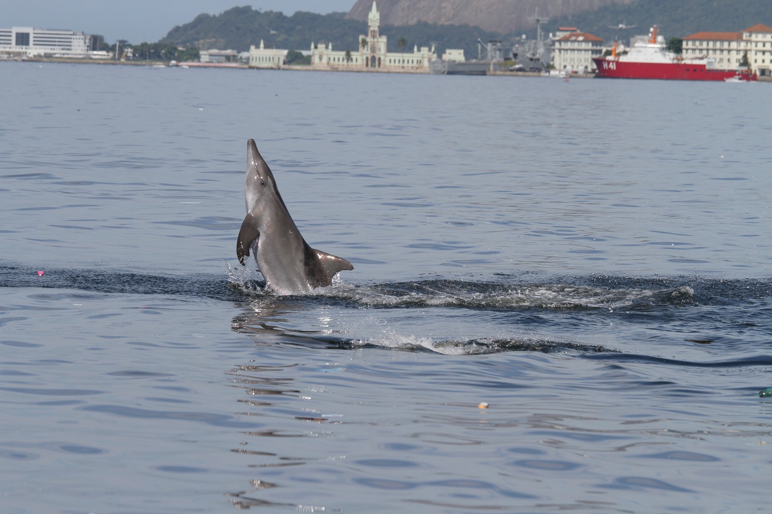 Foto Liliane Lodi/Projeto Baleias e Golfinhos do Rio Os dentes-rugosos podem estar ganhando esses espaços deixados pelo boto-cinza . Foto Liliane Lodi/Projeto Baleias e Golfinhos do Rio