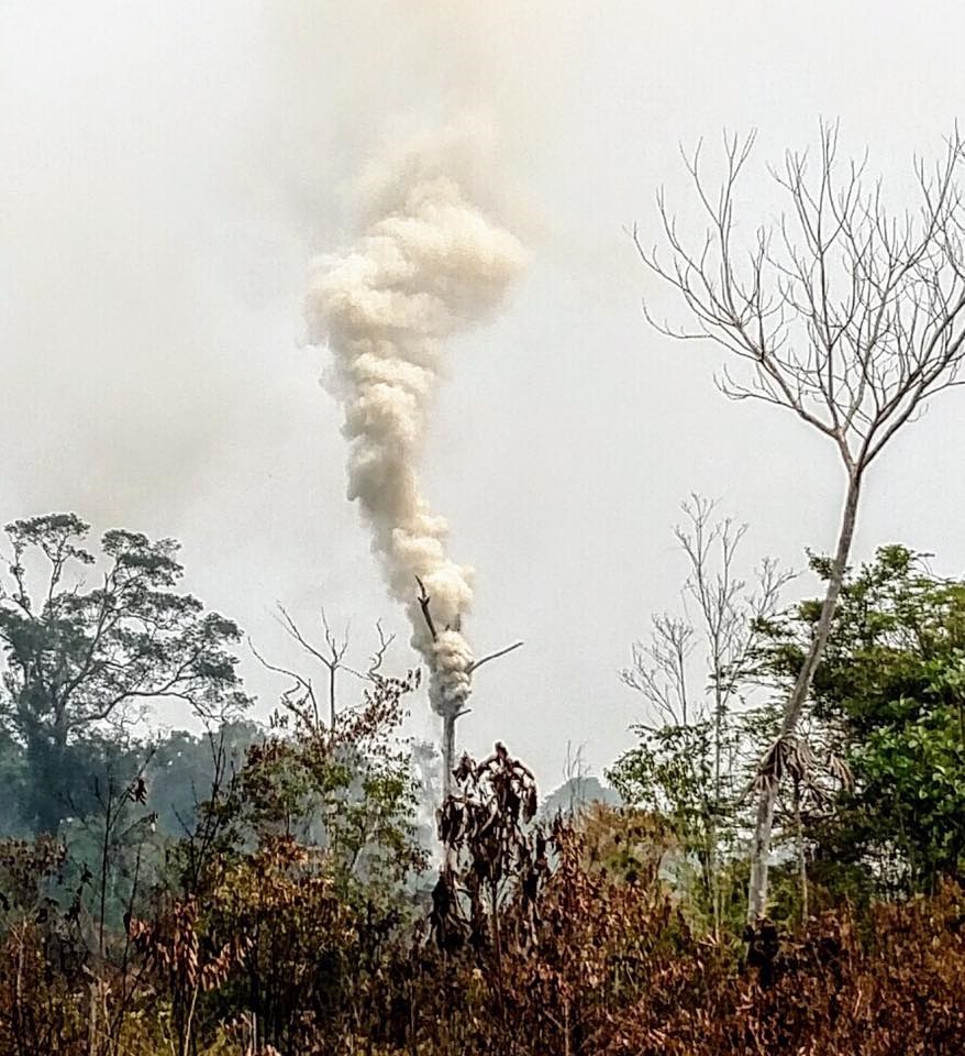 A castanheira incendiada na floresta amazônica. Foto Transmazonica25