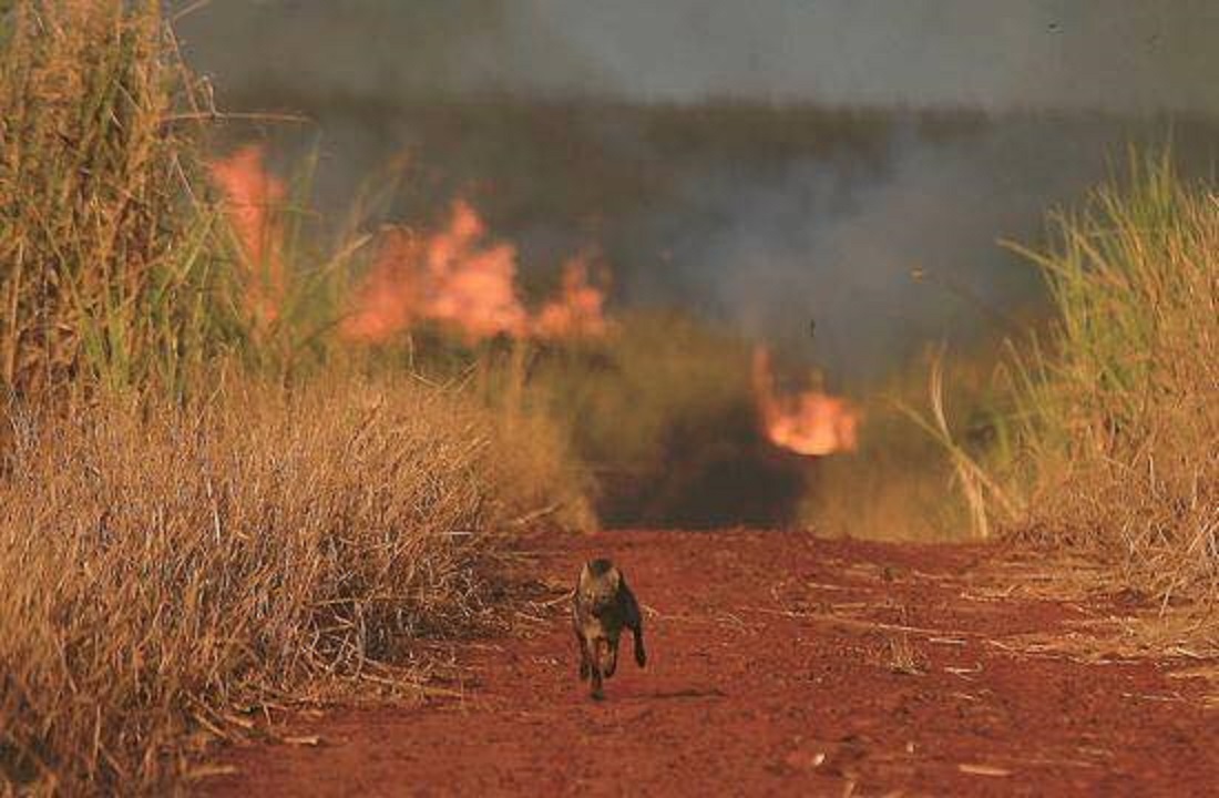 Foto ICMBio Só nos primeiros 27 dias de setembro foram identificados 105 mil focos de incêndio no Brasil. Foto ICMBio