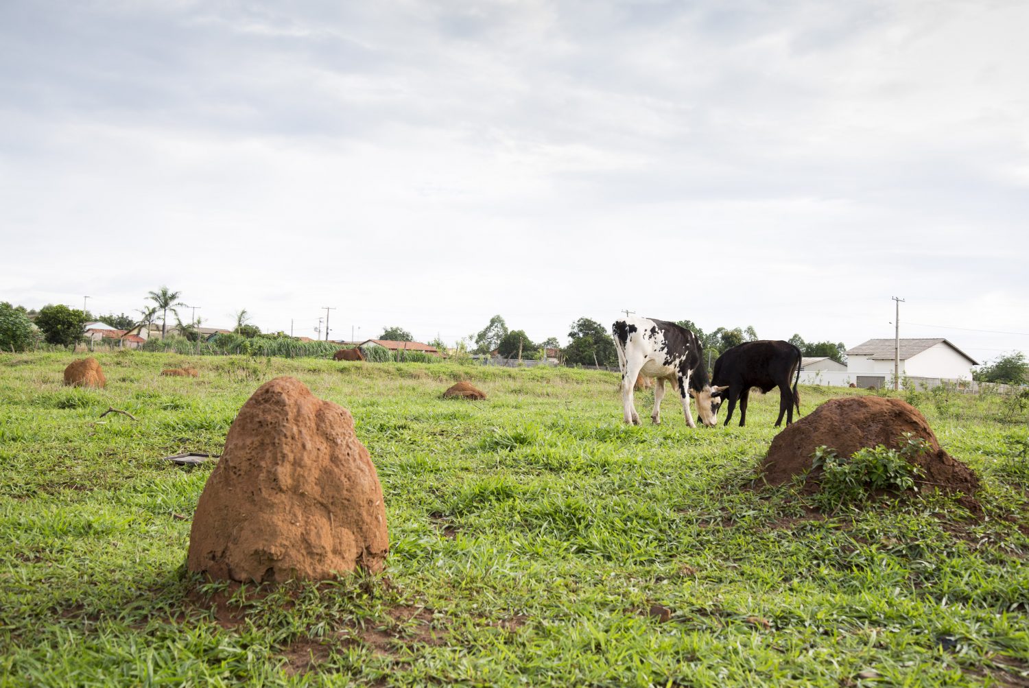 Fazenda Santa Brígida, em Ipameri, Goiás. Sistema Integração Lavoura Pecuária Floresta - ILPF. Não é dentro da propriedade.