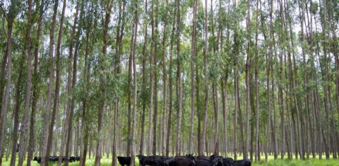 Gado convive de forma harmoniosa com a floresta de eucalipto. Foto de Simone Marinho