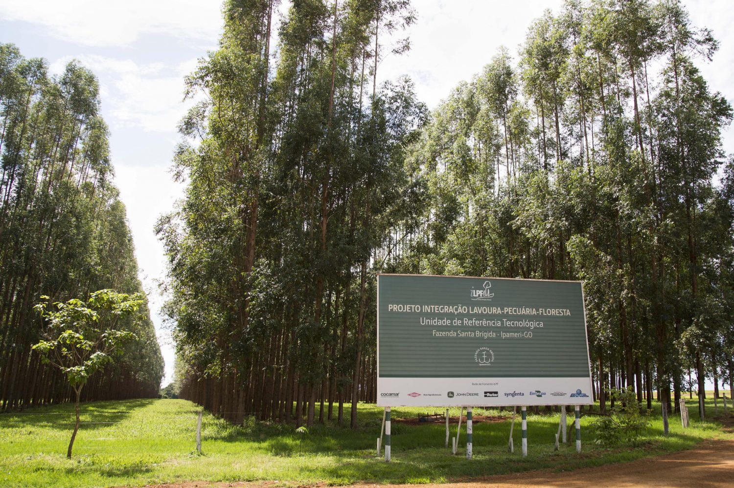 Foto de Simone Marinho Ao adotar o sistema Lavoura-Pecuaria-Floresta, Fazenda Santa Brigida promoveu uma revolucao no campo. Foto de Simone Marinho