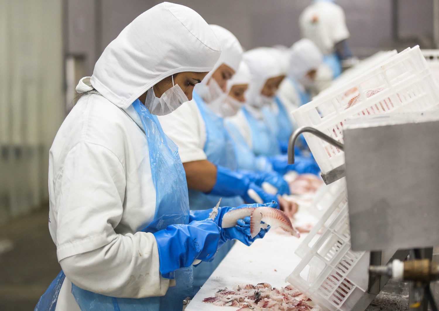 Processamento do pescado na empresa Ambar-Amaral: concentração da linha de produção foi avanço (Foto: Fernando Maia)
