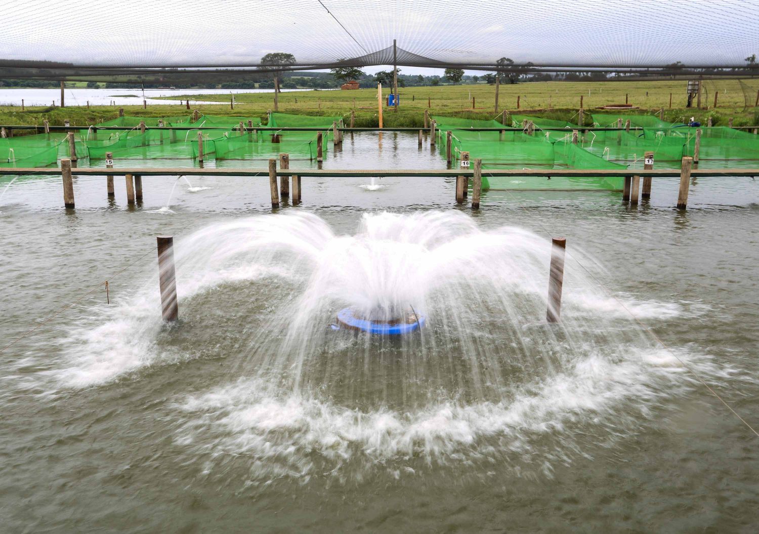 Retirada das tilápias dos tanques em Santa Fé do Sul (Foto: Fernando Maia)