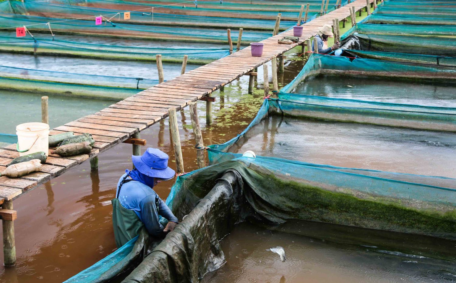 Criação de alevinos na fazenda Peixe Vivo: medida aumentou produção e melhorou qualidade (Foto: Fernando Maia)