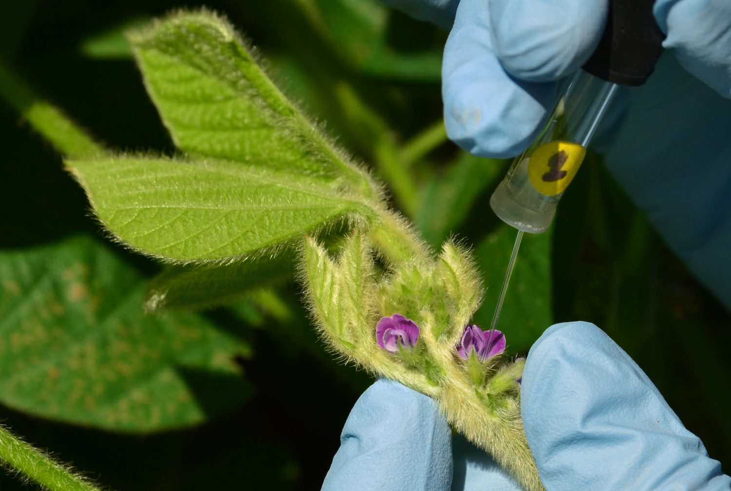 Extracao de nectar da flor de soja. Foto de Mirian Fichtner