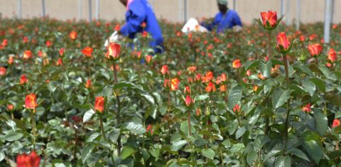 Trabalhadoras da fazenda Maridaidi, em Naivasha, colhem rosas para serem exportadas para a Europa. Foto Saimon Maina/AFP