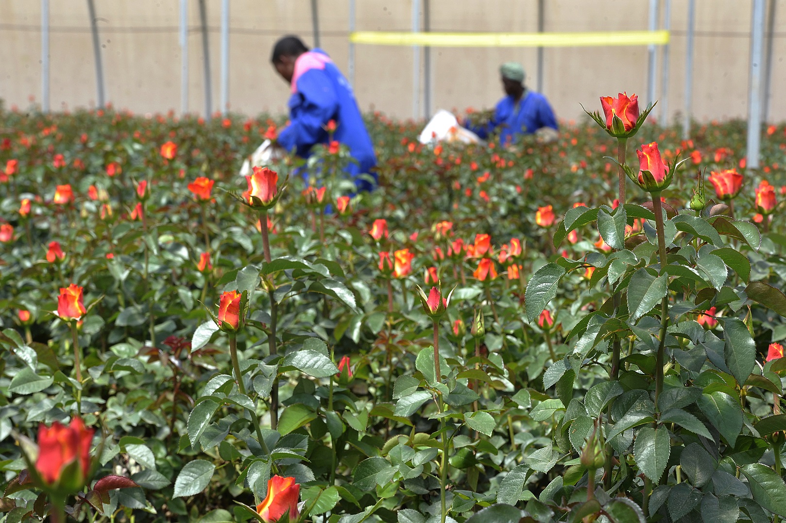 Foto Saimon Maina/AFP Trabalhadoras da fazenda Maridaidi, em Naivasha, colhem rosas para serem exportadas para a Europa. Foto Saimon Maina/AFP
