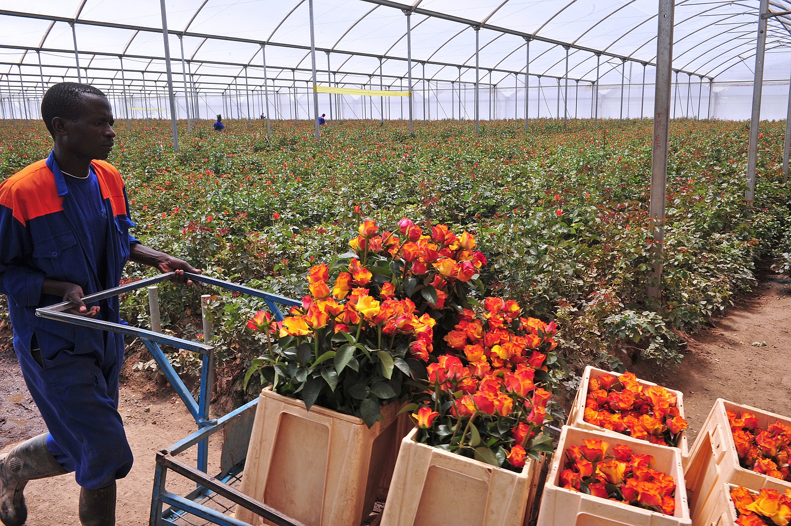 O Quênia é o segundo maior exportador de flores para o Reino Unido, com mais de 13 mil toneladas por ano. Foto Saimon Maina/AFP