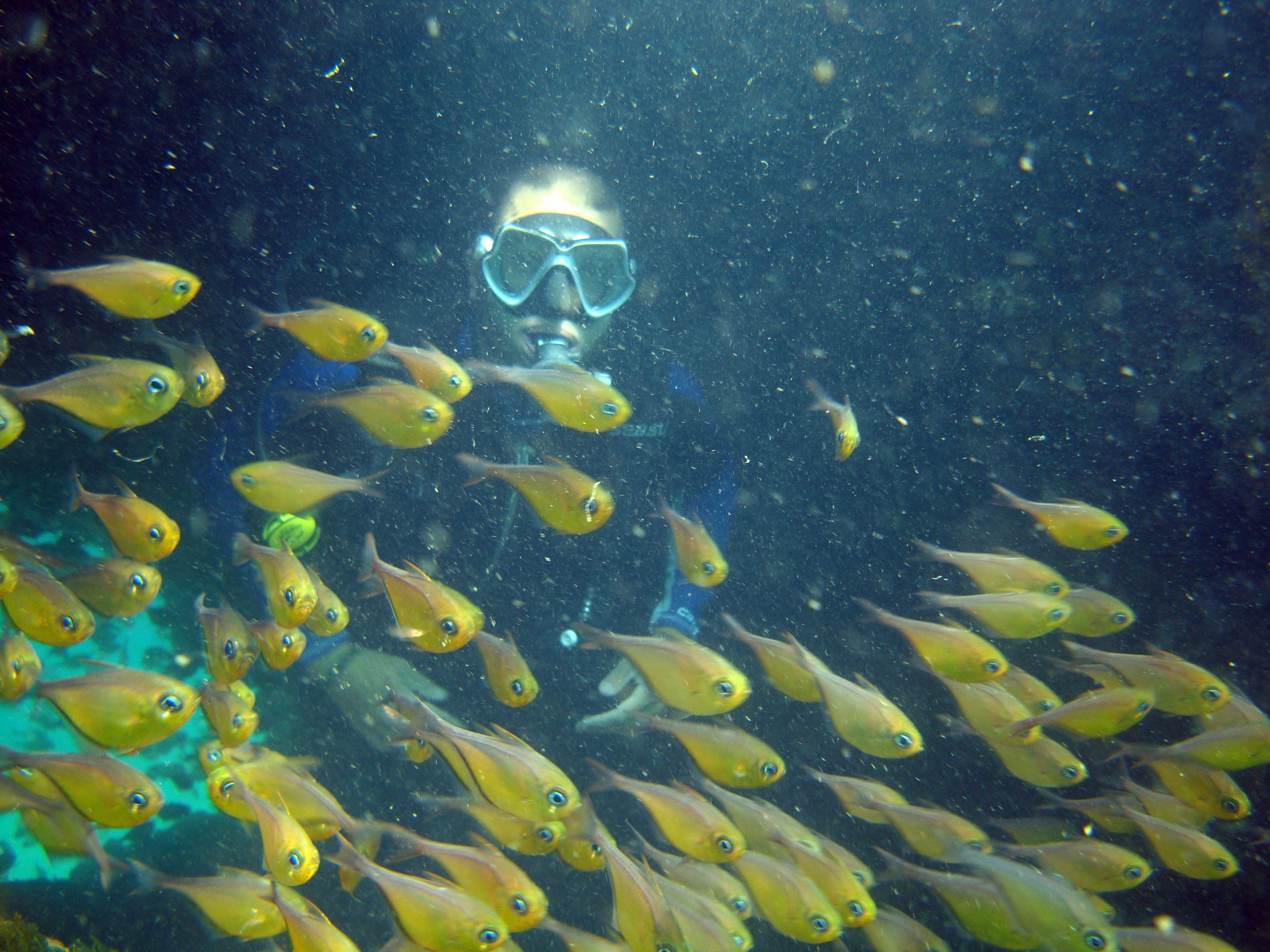 Mergulhador observa Cardume no fundo da Baía de Todos os Santos: população de peixes vai aumentar