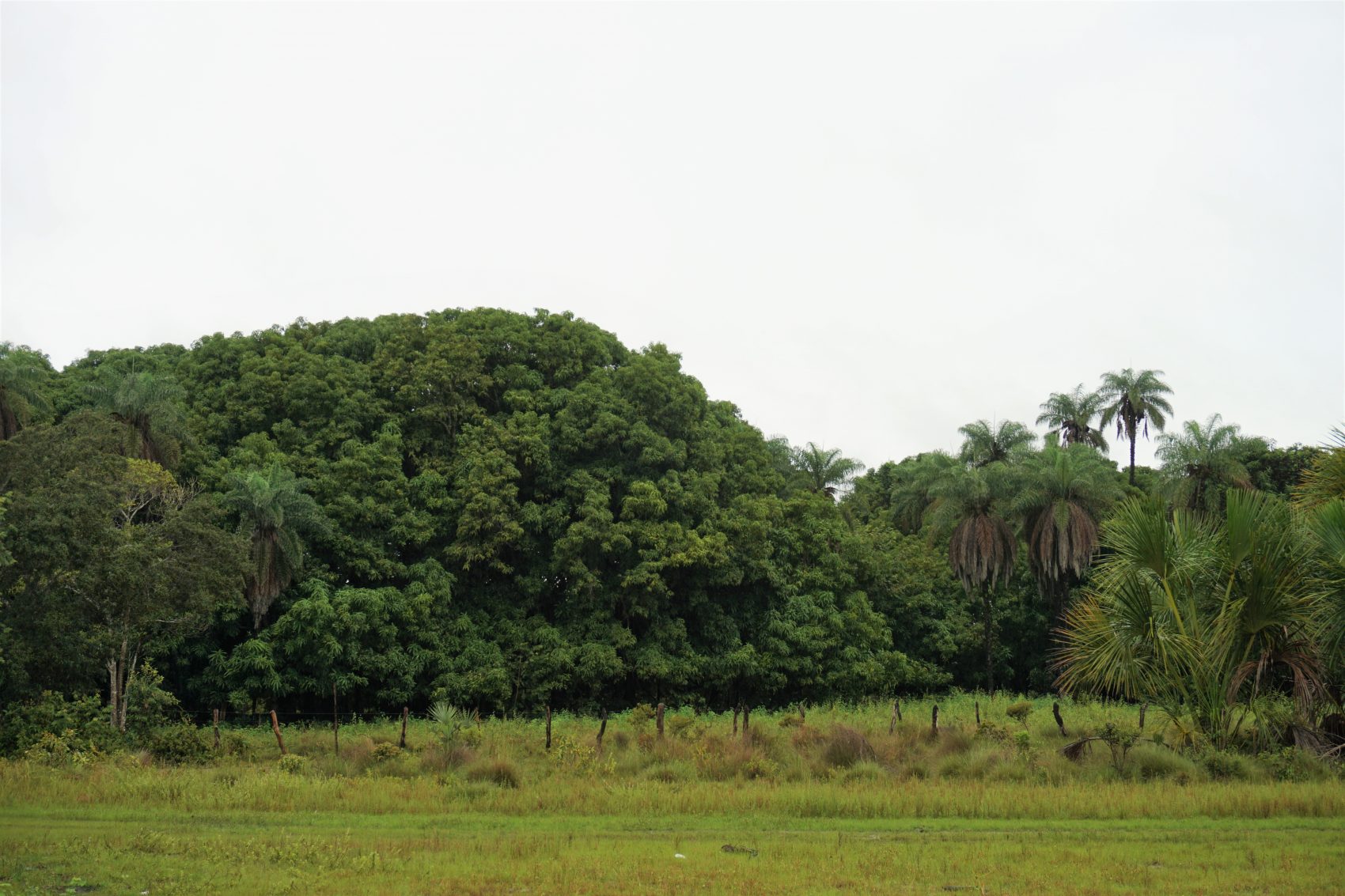 Cerrado: áreas ameaçadas pela ação de especuladores estrangeiros (Foto Alícia Prager)