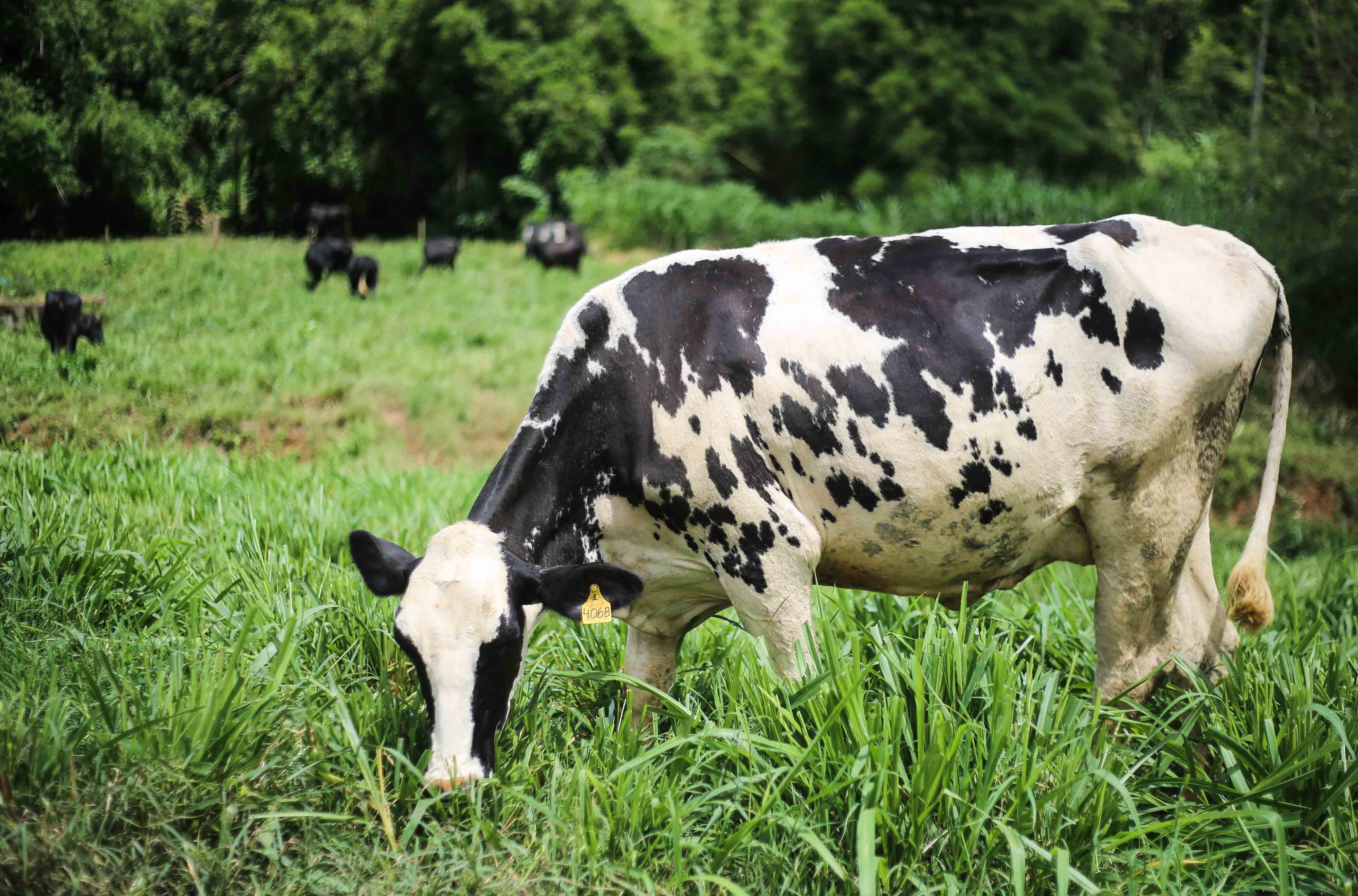 Gado de leite na Fazenda da Embrapa, em Juiz de Fora. Fotos: Fernando Maia