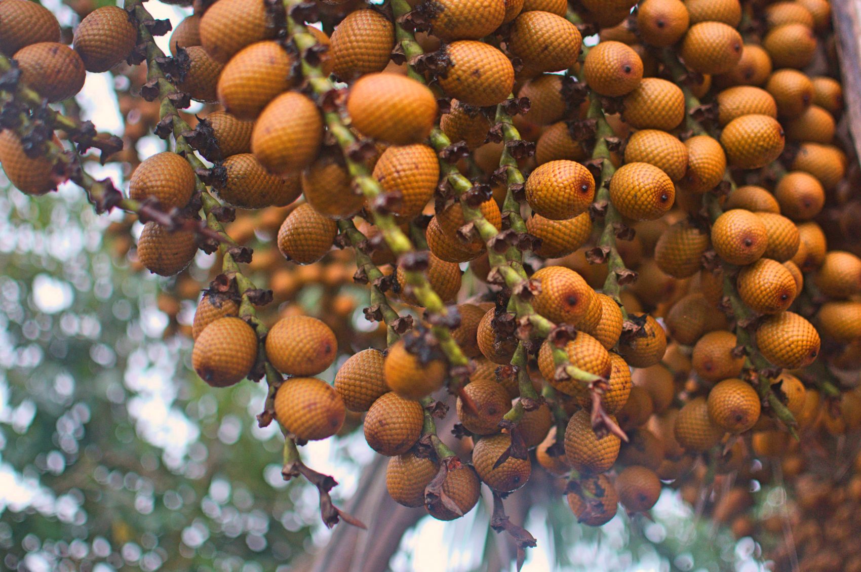 O buriti, um dos frutos da rica biodiversidade do Cerrado (Foto Flavia Milhorance)