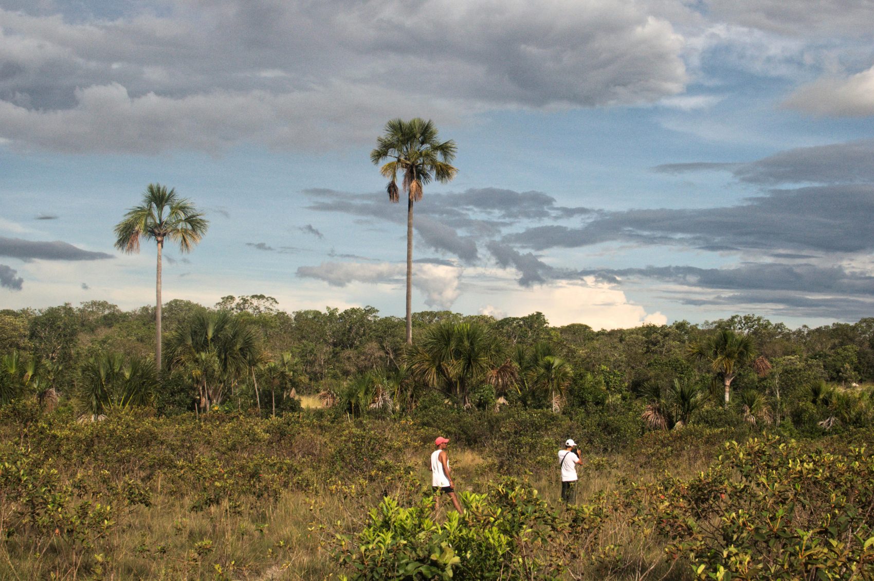 Os tons do céu do Cerrado: bioma precisa de mais proteção (Foto Flavia Milhorance)