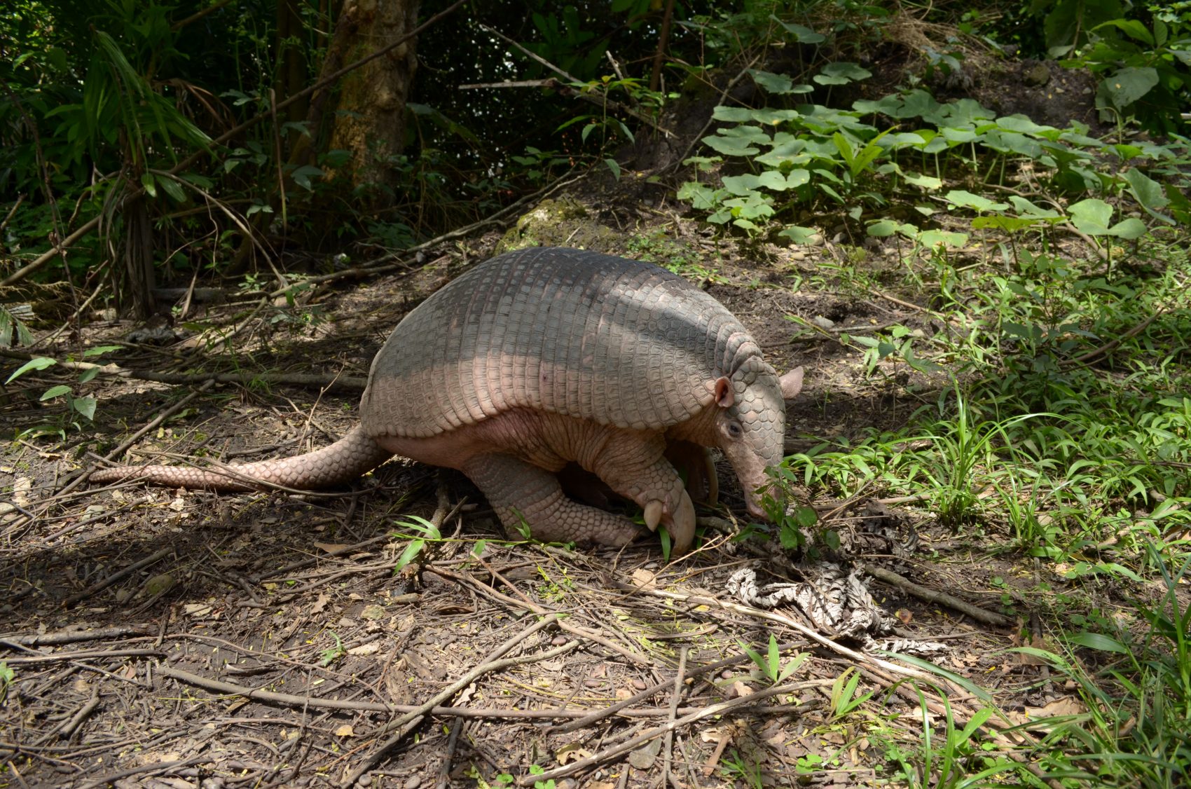 O tatu-canastra é uma das espécies ameaçadas do Cerrado (Foto Fernando Trujillo/IUCN )