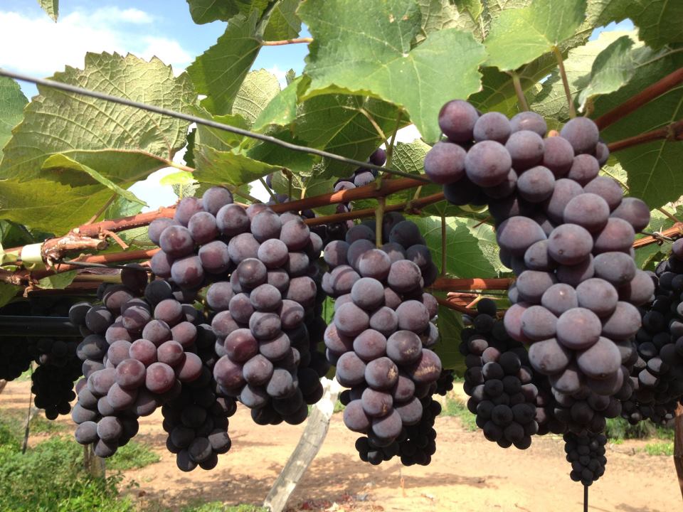 A Coana, cooperativa que cultiva uva, é exemplo de bom uso da agricultura de precisão (Foto Coana)