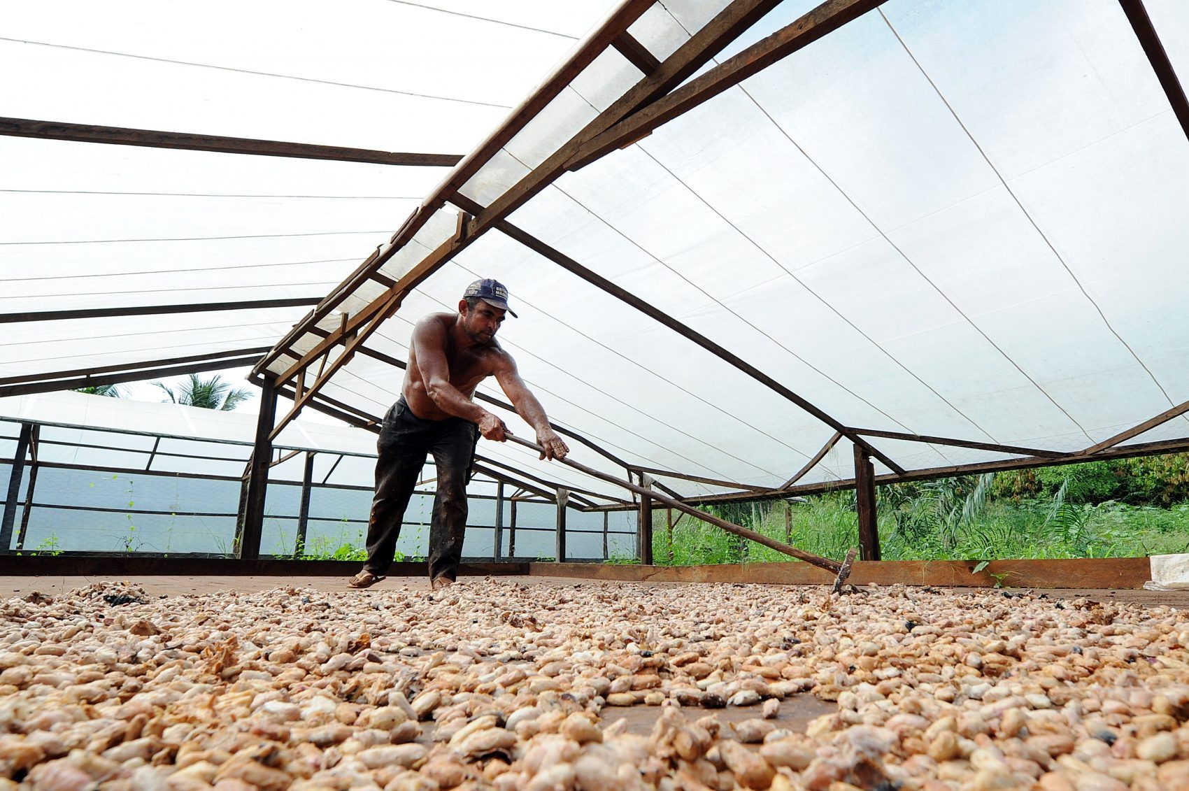 Agricultor espalha as sementes de cacau em Medicilândia: a capital do cacau sustentável (Evaristo Sá / AFP)